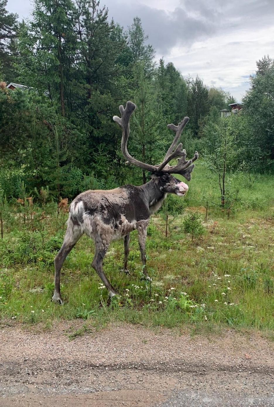 1125 Fjaellstugan * Lofsdalen